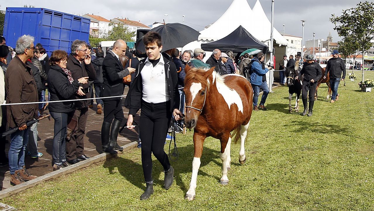 Feria caballar en las Fiestas de San Marcos 2019
