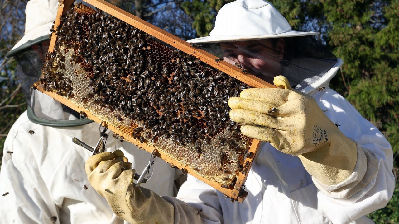 Un proyecto impulsa la apicultura y la agricultura en espacios protegidos .