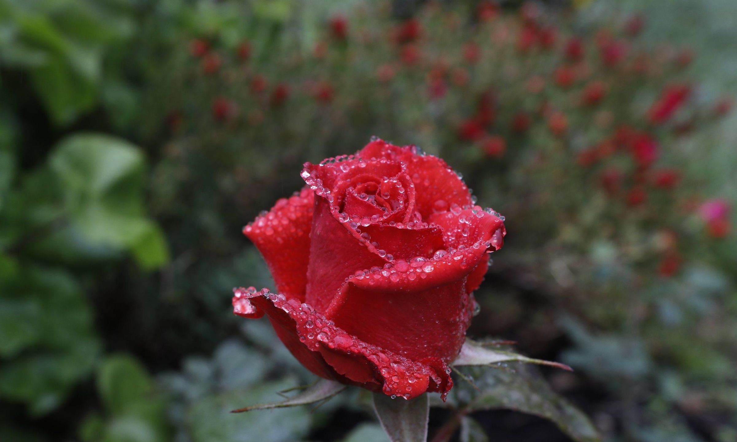 Comezo de maio con choiva,  despois de un mes de abril seco. 03/05/2021