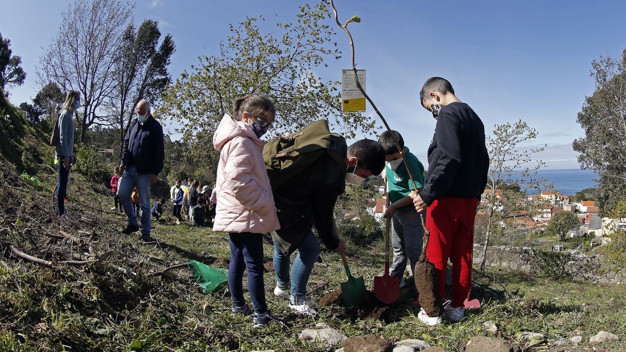 La comunidad de montes de Baroña continua con su bosque comestible