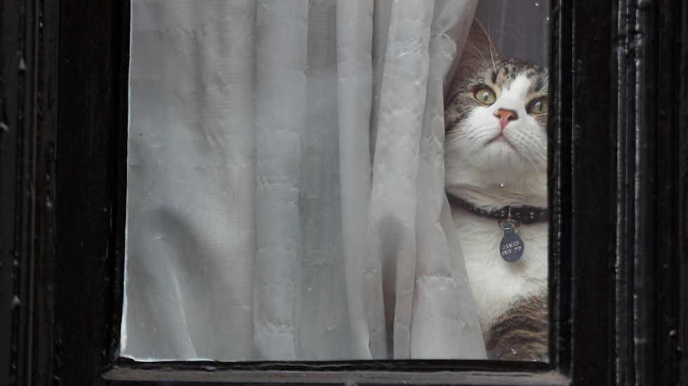.El gato de Assange se asoma por la ventana de la embajada de Ecuador en Londres