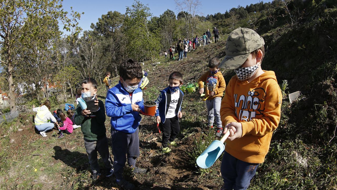 La comunidad de montes de Baroña continua con su bosque comestible