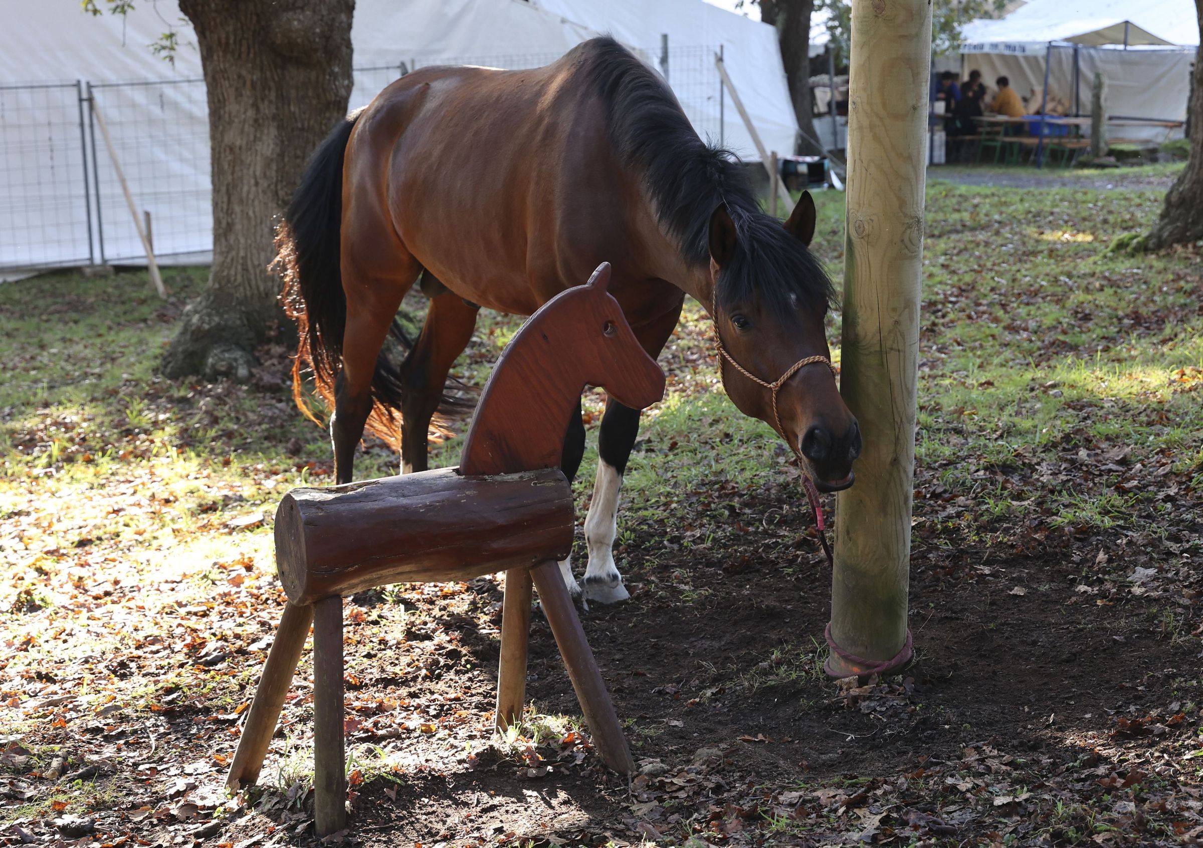 Feira cabalar do San Martio na carballeira de Francos en Teo. 11/11/2024
