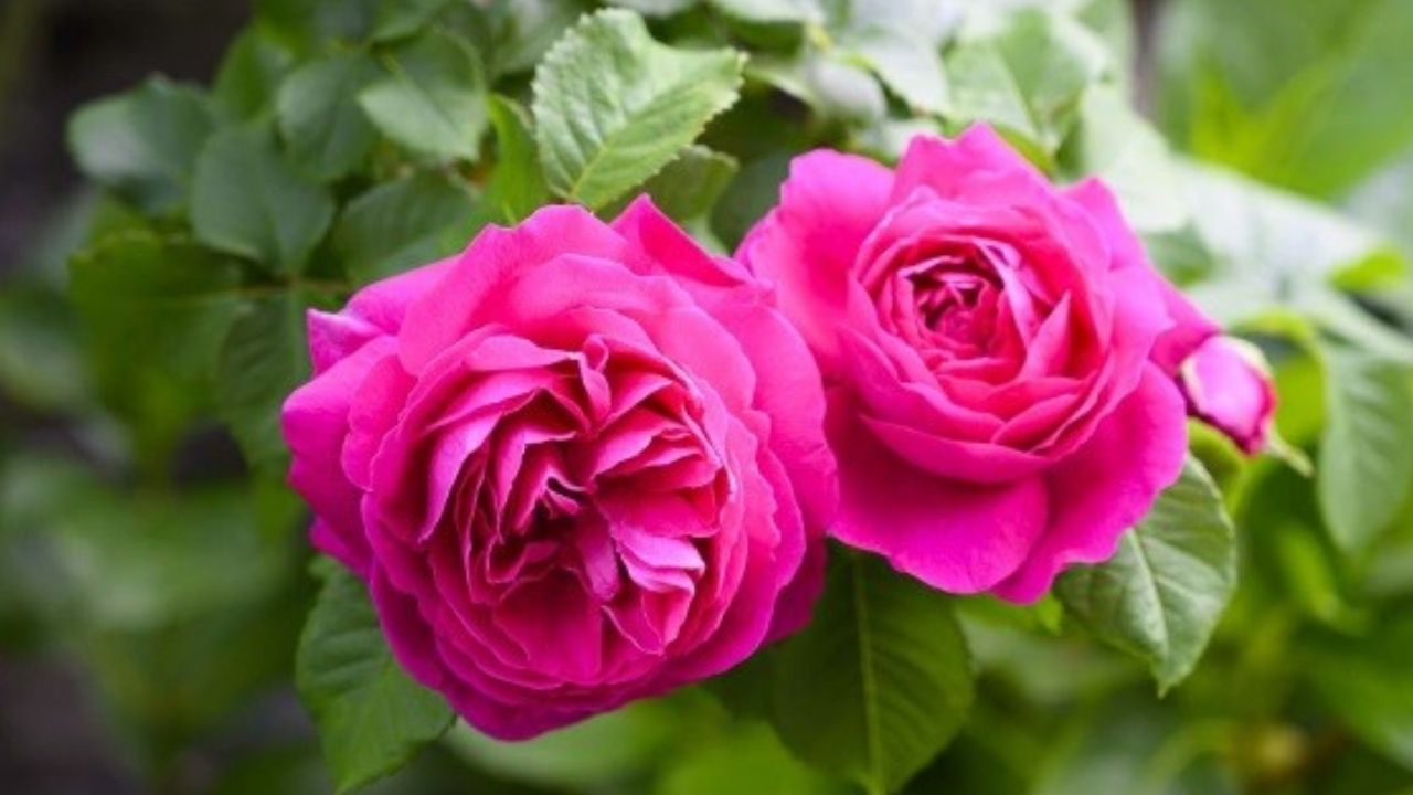 La rosa narcea