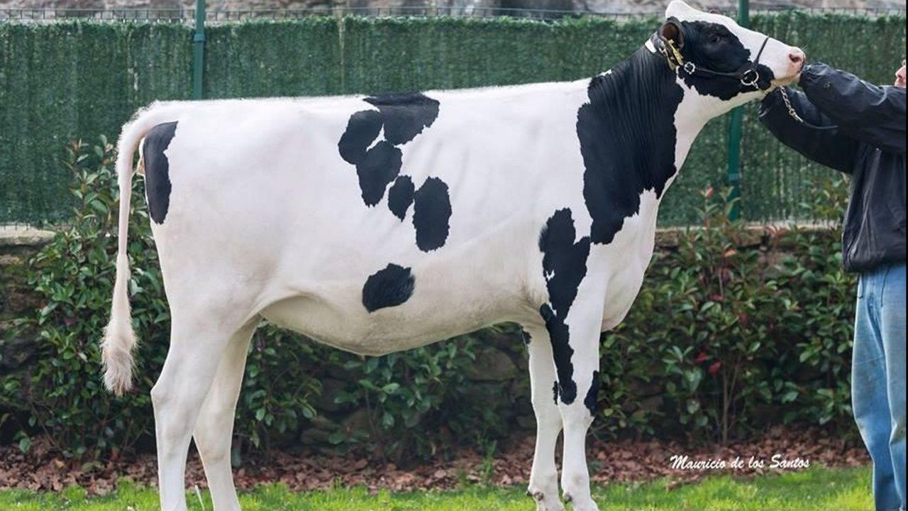 Peces que aparecieron en el estanque de la Iglesia de Meir�s.La madre de los peque�os de Godella fue detenida en el 2011 en Valencia en una protesta de los  indignados del 15M, y acusada de des�rdenes p�blicos y atentado a la autoridad, por lanzar botellas y propinar patadas a los agentes