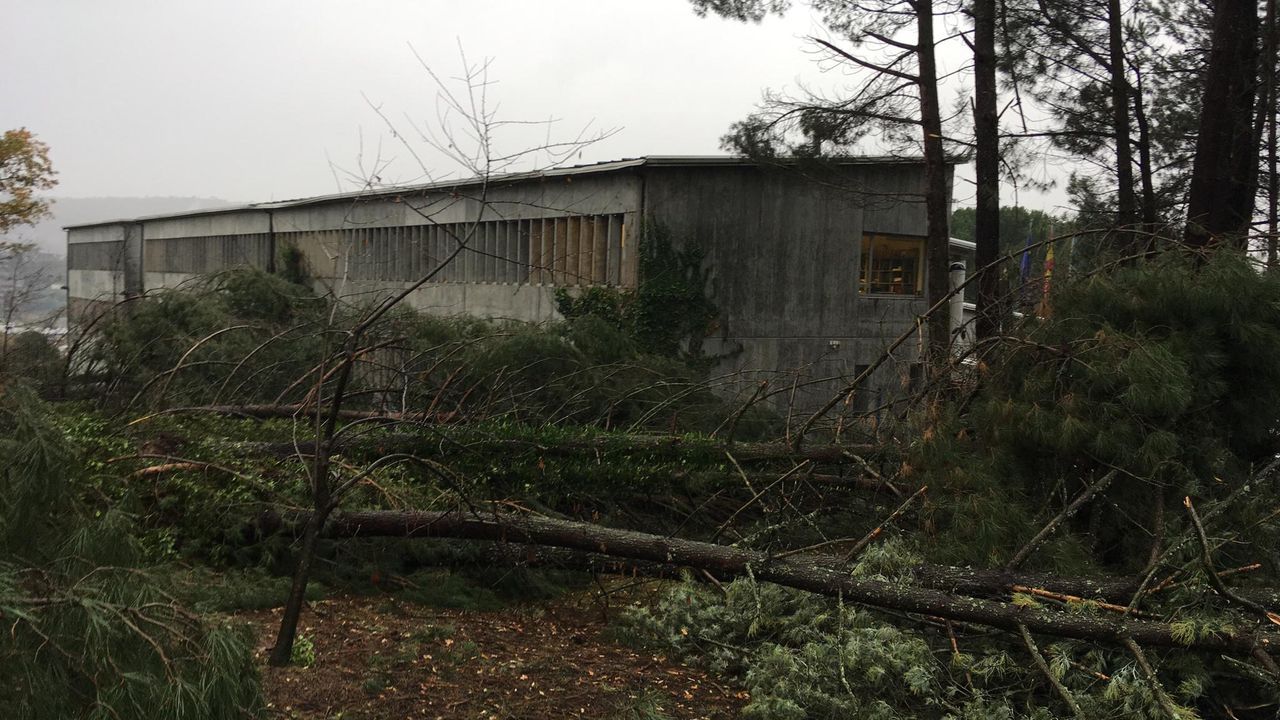 ASÍ HA CASTIGADO EL TEMPORAL A OURENSE.Árbol caído sobre la escuela de arte Antonio Faílde en Ourense