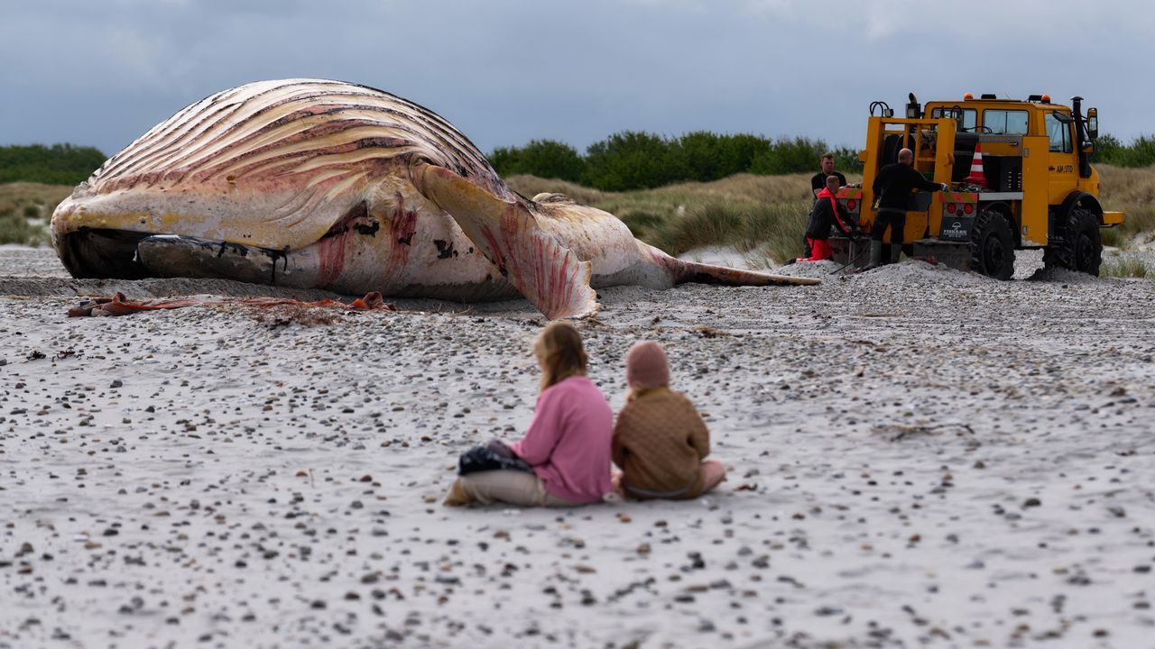 As� es Irene Esser, la nueva ilusi�n de Iker Casillas.El cad�ver de la ballena Timmy tras ser remolcado a una playa danesa.