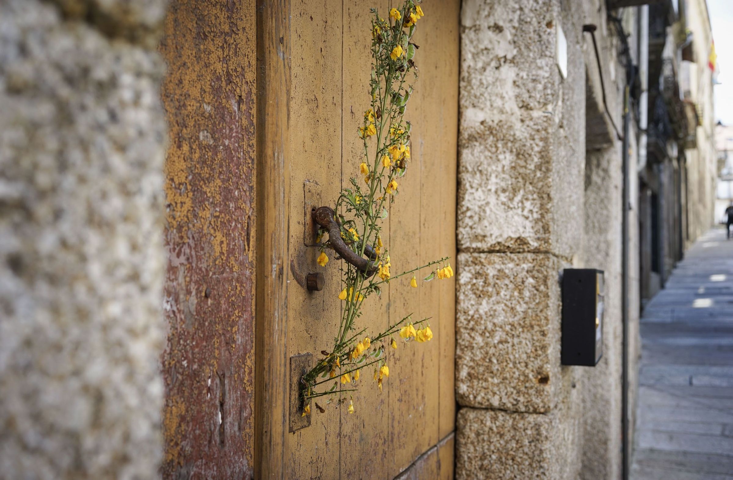 Casco vello de Ribadavia: ramallete de xestas que se coloca nas portas o 30 de abril pola noite para recibir o mes de maio e protexer as� as vivendas do mal de ollo, meigallos e trasnos. 01/05/2021