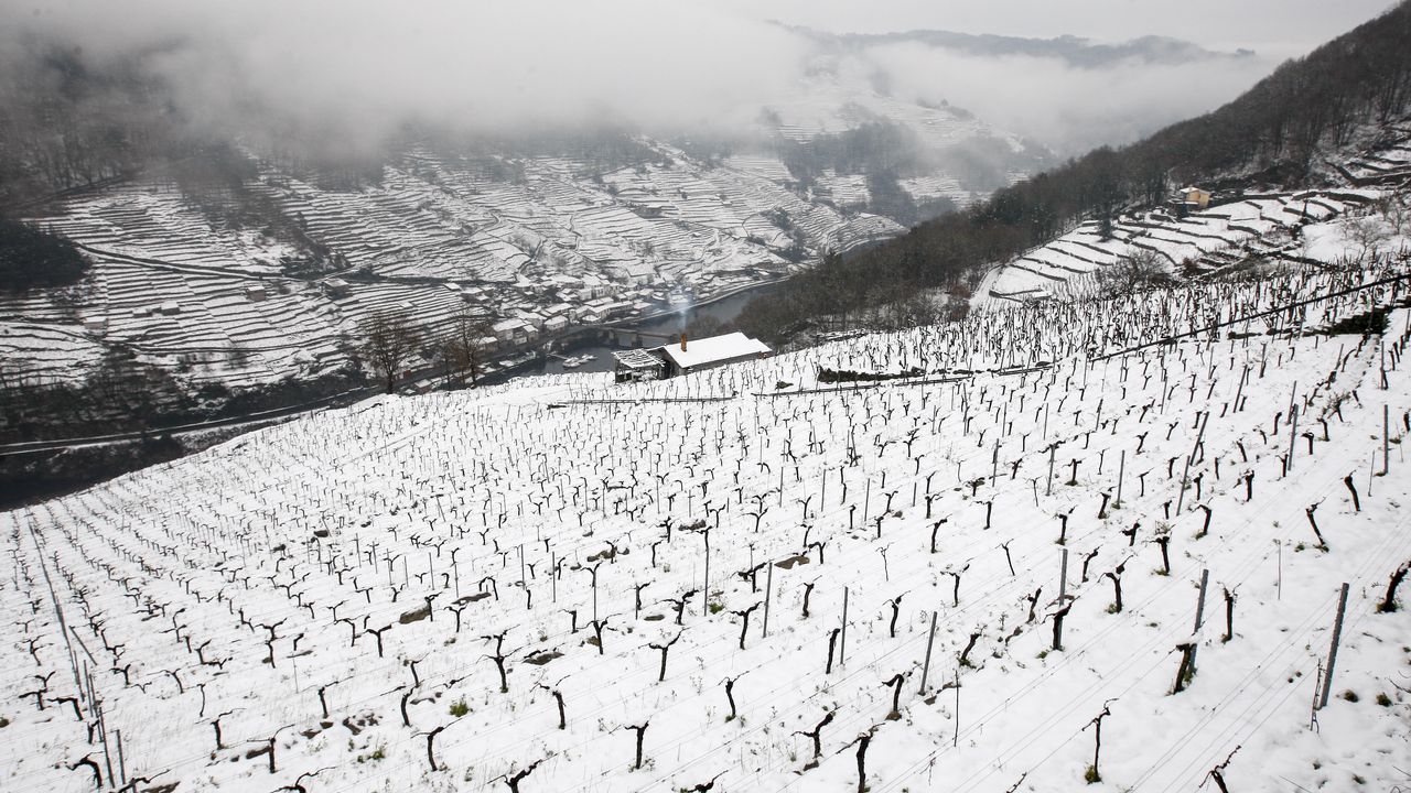 La nieve que deja el temporal cubre los bancales de las viñas de la Ribeira de A Ermida.