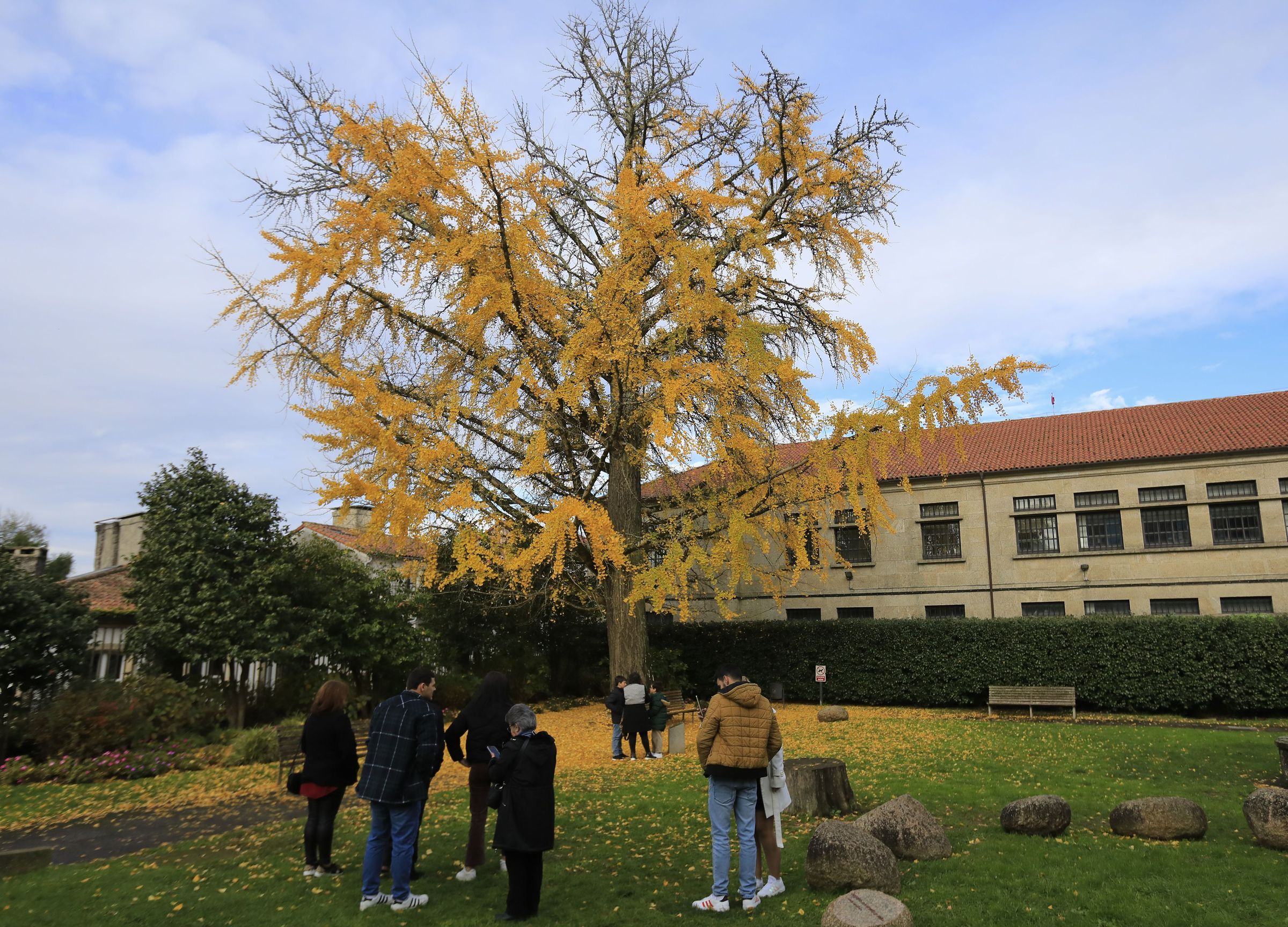 O Ginko Biloba do xard�n de Fonseca foi un ano m�is visita obrigada de outono. 11/12/2022