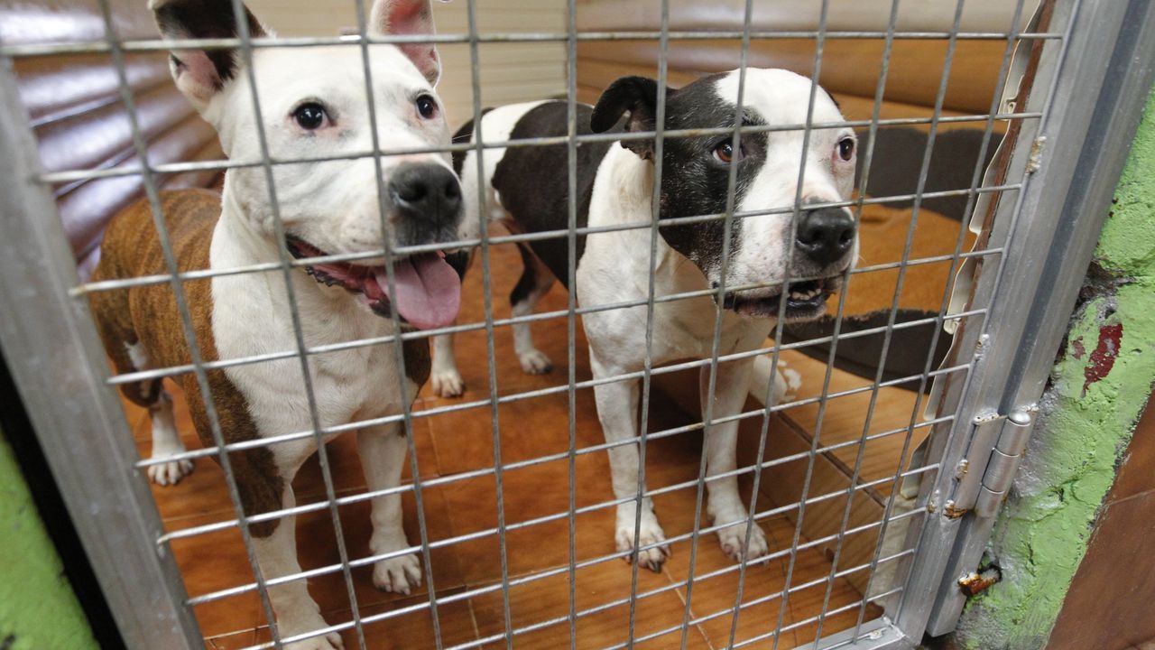 Los perros de razas peligrosas son los que lo tienen más difícil para ser adoptados