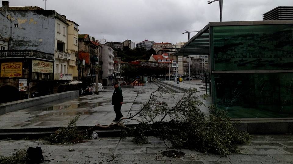 La fuerza del viento derribó un árbol en la plaza de O Berbés, lo que llamó la atención a los vecinos