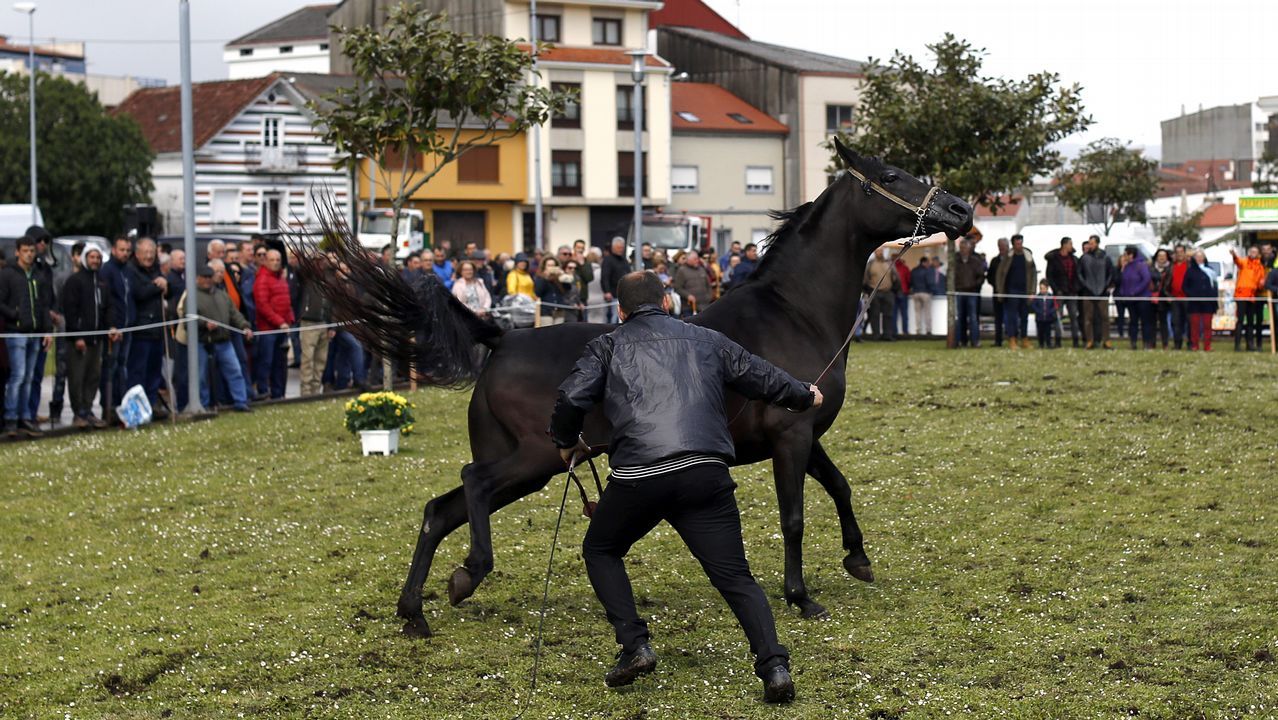 Feria caballar en las Fiestas de San Marcos 2019