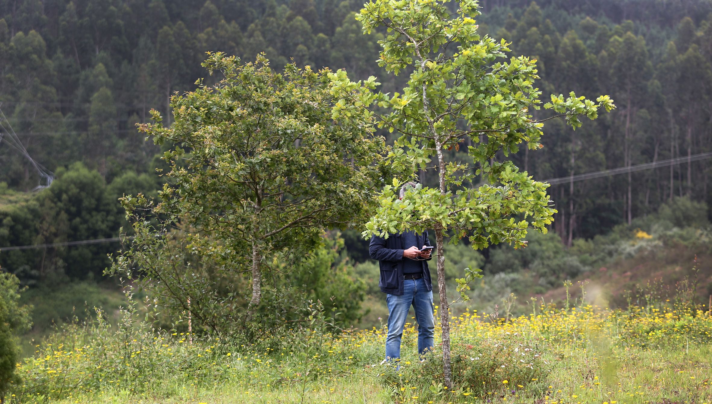 O alcalde de Vilagarca, Alberto Varela, consulta o seu mbil antes dunha plantacin de rbores no monte Xiabre. 05/06/2024
