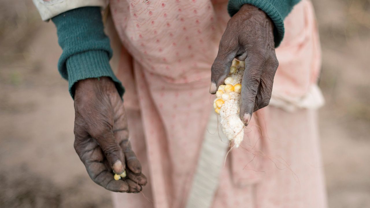 Una mujer intenta plantar ma�z en una huerta del sur de �frica. 