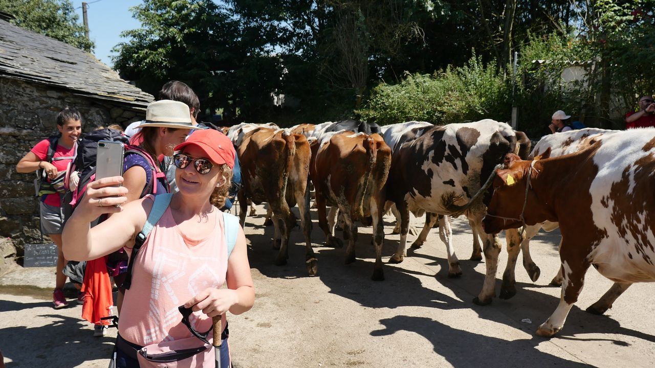 .Es momento para un selfie con estas vacas tan fotogénicas