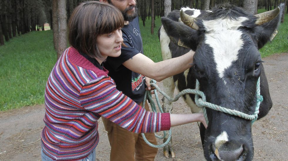 Llegada de las vacas al santuario animal de Santiago.