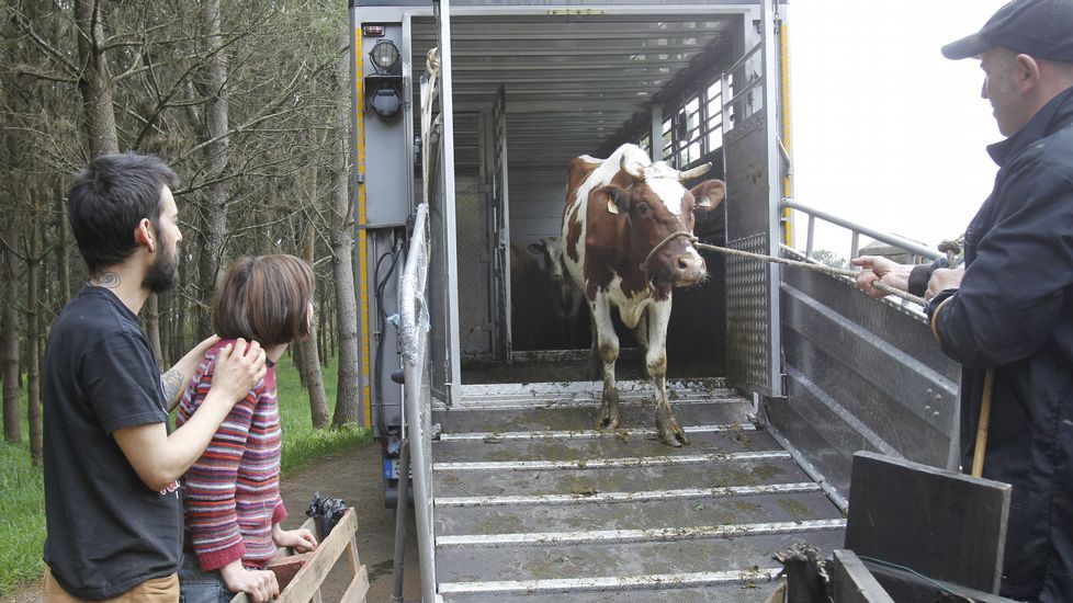 Llegada de las vacas al santuario animal de Santiago.