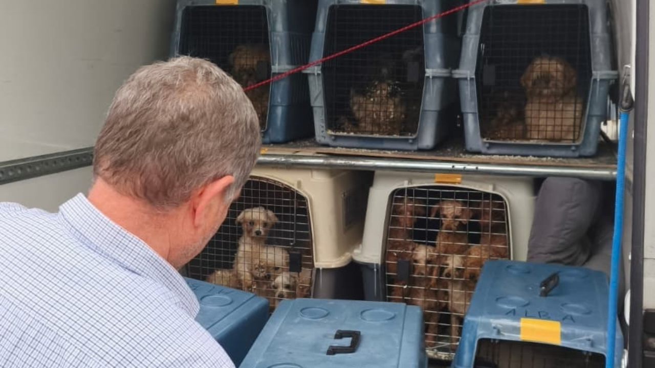 archivo.Algunos de los m�s de 300 perros evacuados de un criadero de Gij�n durante una inspecci�n del Seprona