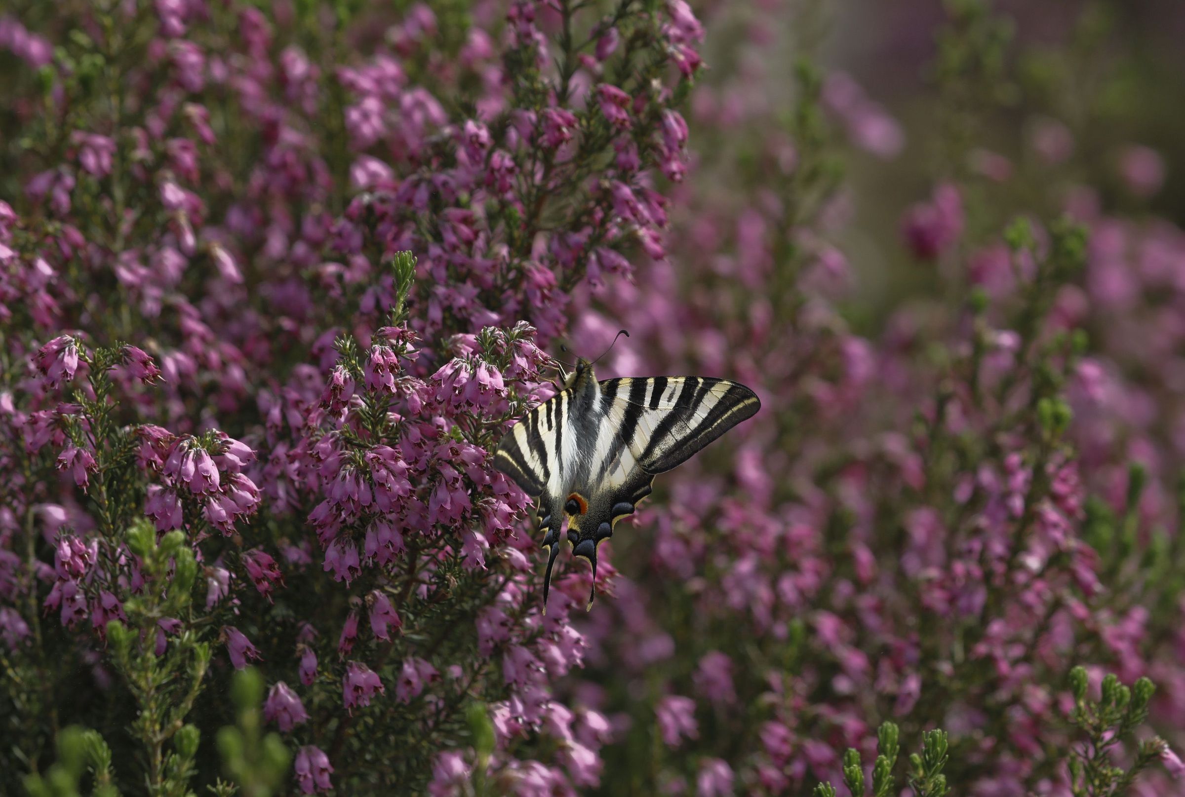Una mariposa posada en un brezo en flor escenificando a la perfeccin la entrada de la primavera. 31/03/2021