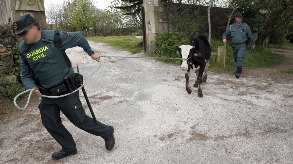 La Guardia Civil recogió las vacas de la explotación de Boiro.