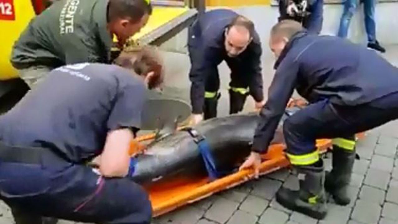 Aparece muerto el delf�n de Llanes.Helic�ptero de la Guardia Civil de Monta�a