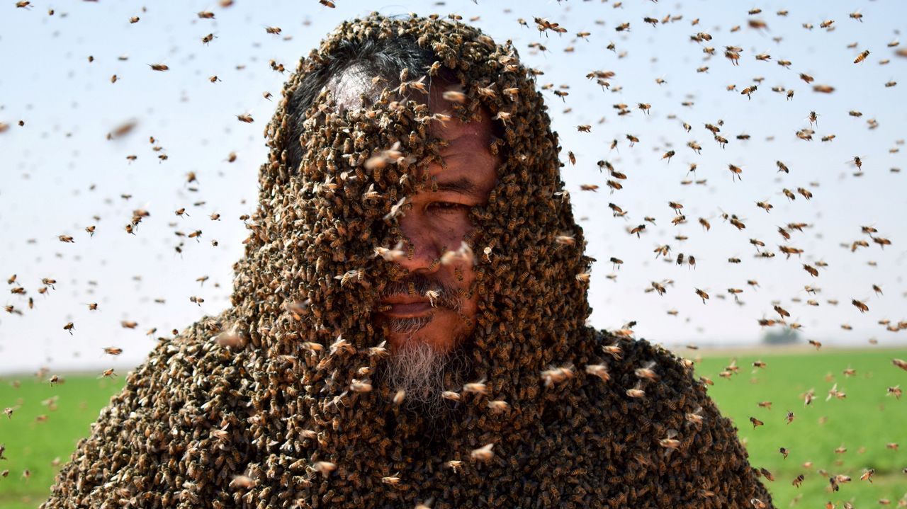Un hombre posa con el cuerpo cubierto de abejas en Tabuk (Arabia Saudí)