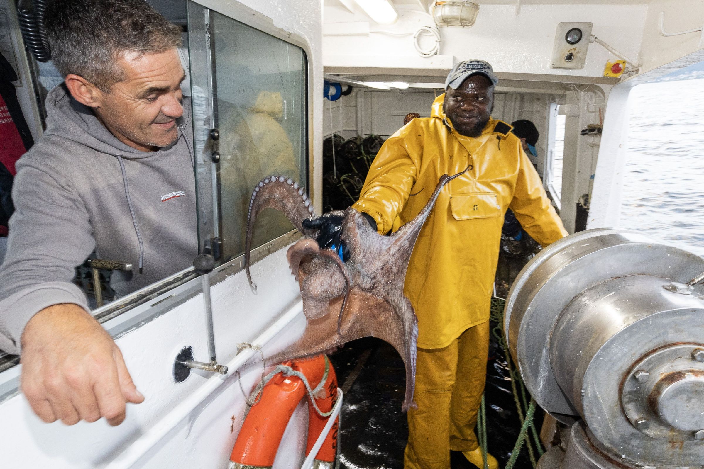 Apertura da veda do polbo na Costa da Morte, primeiros das de capturas. 08/09/2025