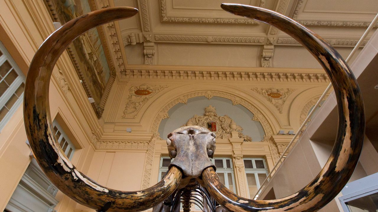 .El esqueleto de un mamut en un museo de Francia.