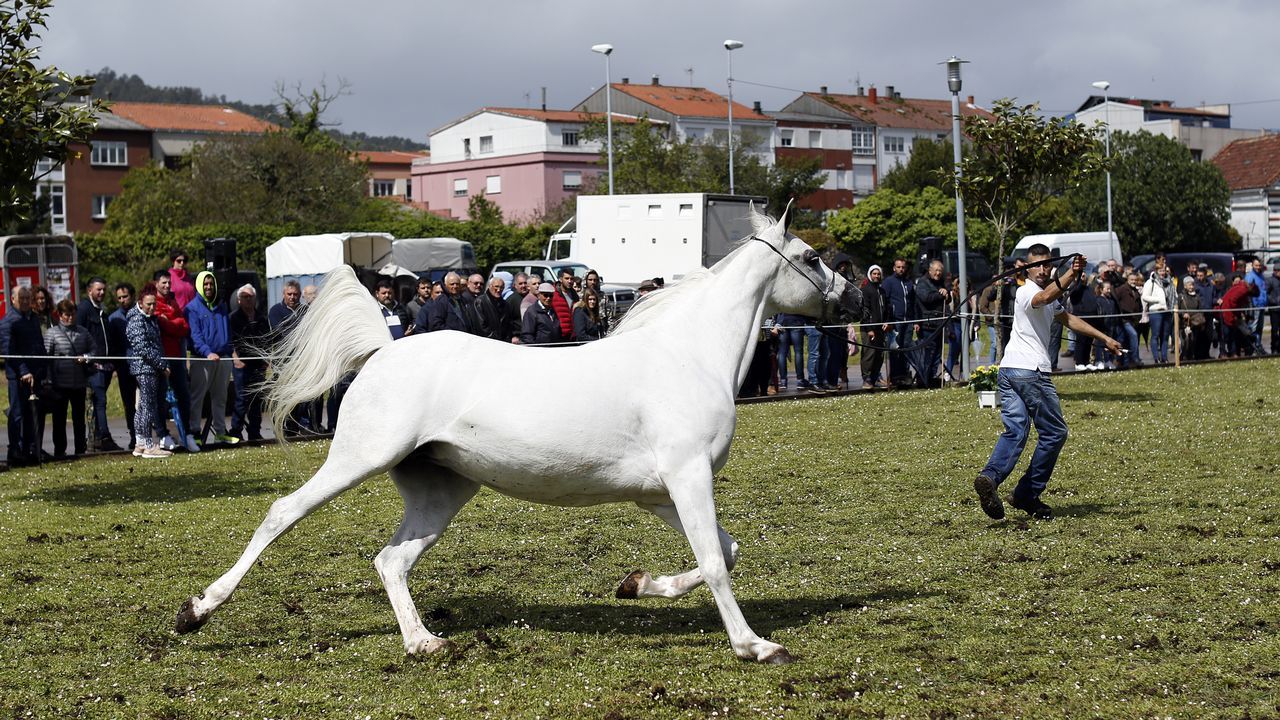 Feria caballar en las Fiestas de San Marcos 2019