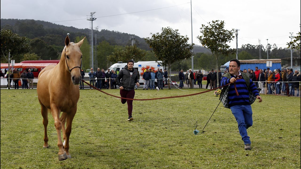 Feria caballar en las Fiestas de San Marcos 2019