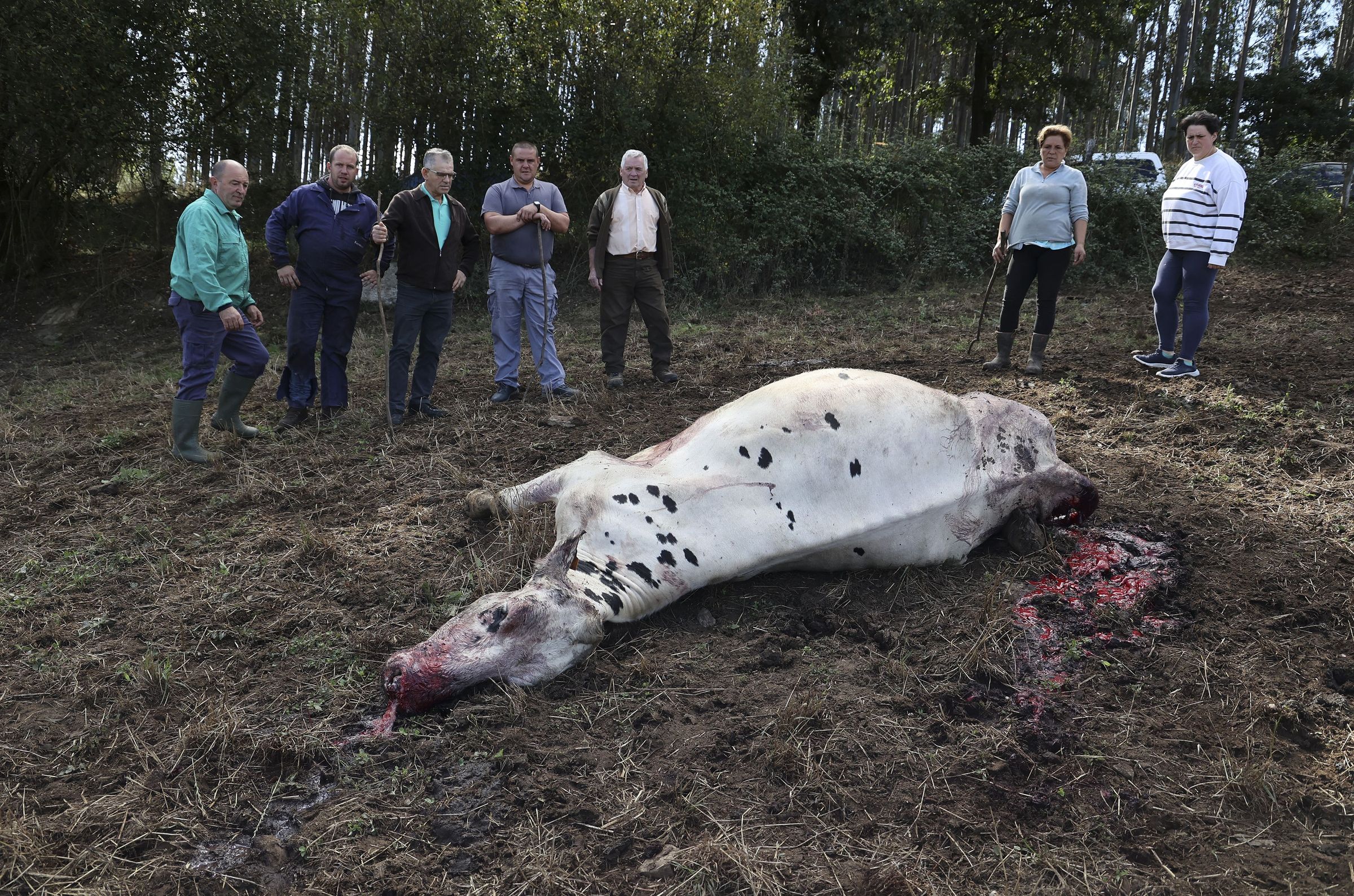 Unha vaca morta polo ataque do lobo en O Pino. 13/09/2024