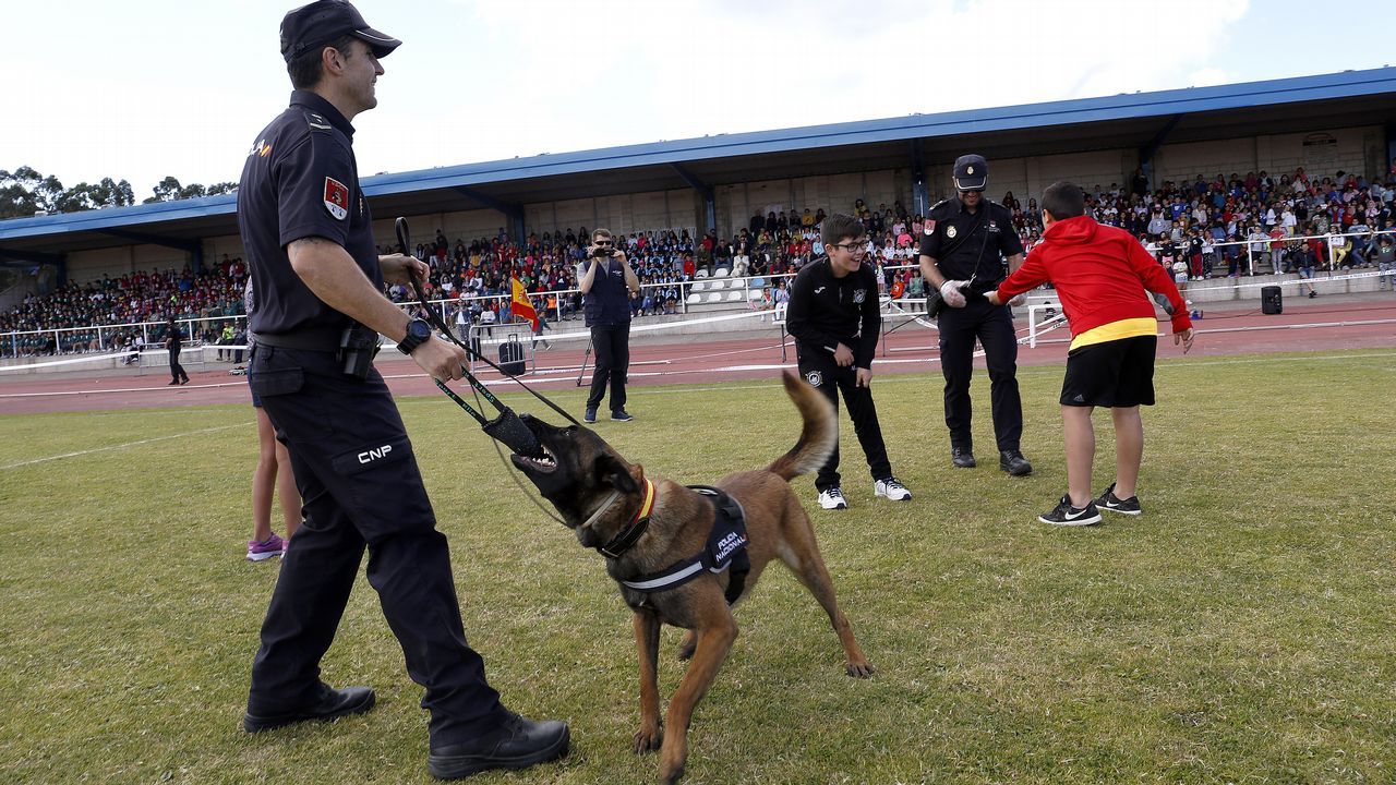 Exhibicion de la Policía Nacional para los escolares de Ribeira con helicoptero, caballería, perros de rastreo