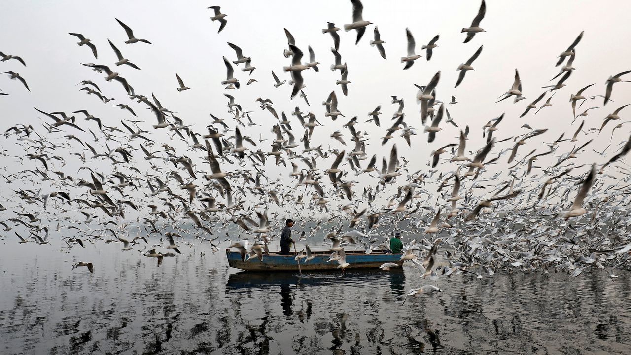 .Un hombre da de comer a varias gaviotas en India.
