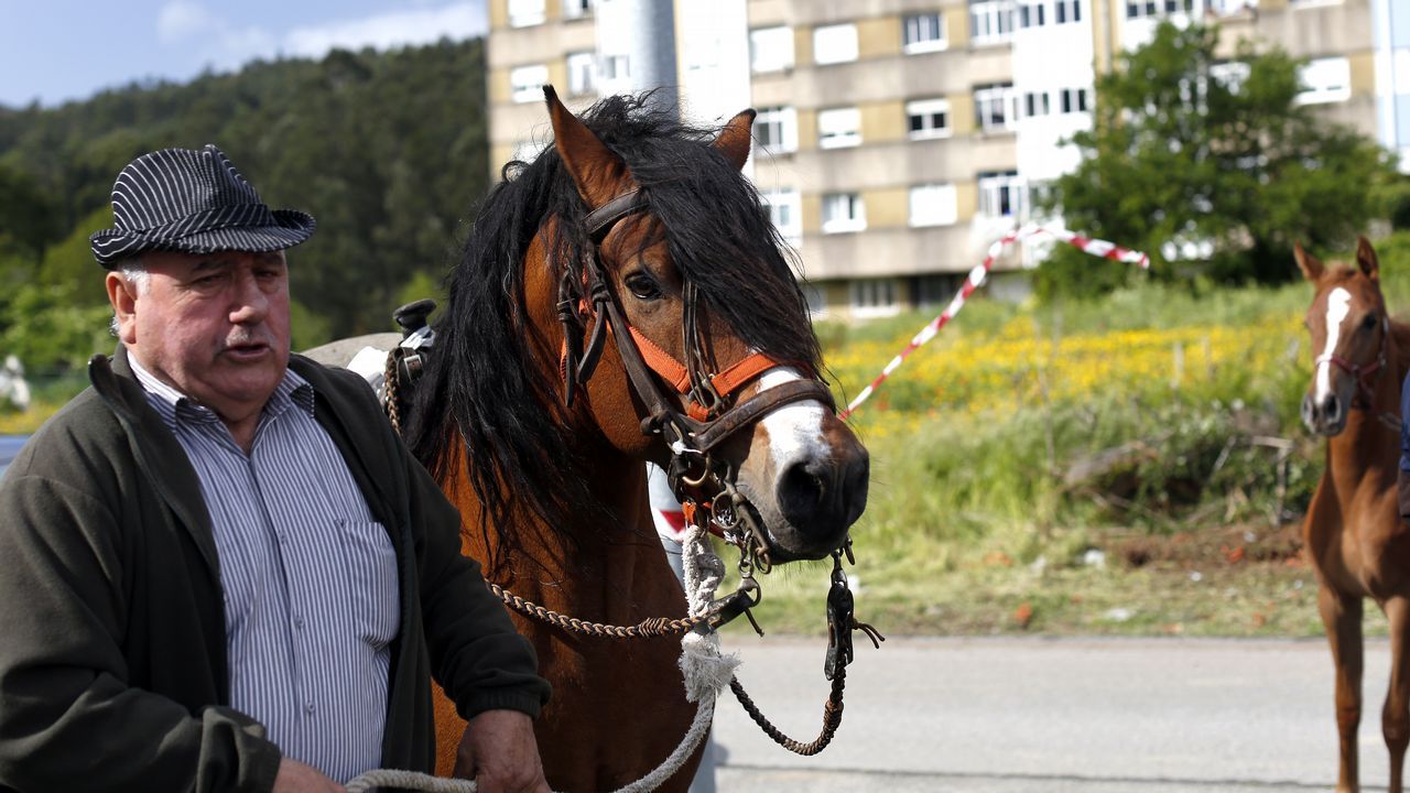 Feria caballar en las Fiestas de San Marcos 2019