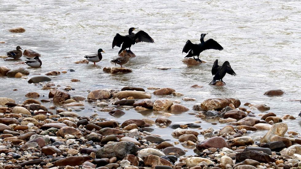 Laboratorio investigacion farmacos ensayos cl�nicos.Cormoranes y azulones en el r�o Nal�n, en una imagen de archivo