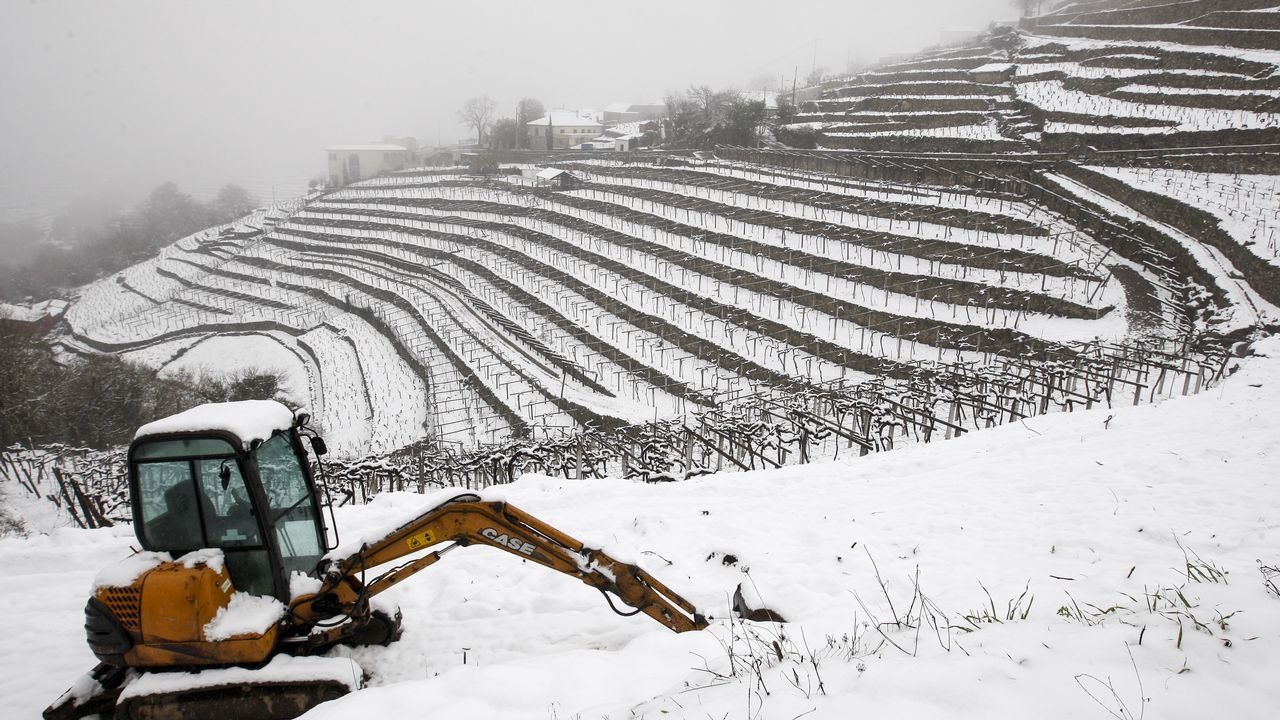La nieve que deja el temporal cubre los bancales de las viñas de A Cova.