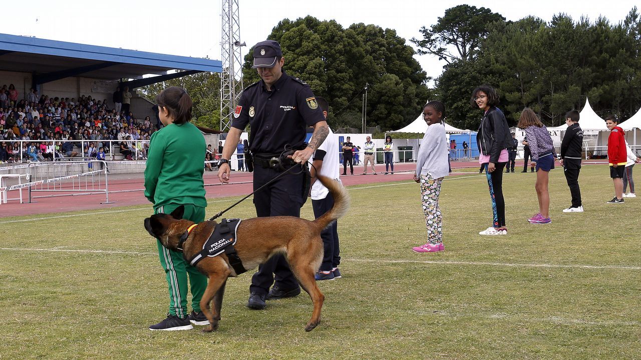 Exhibicion de la Policía Nacional para los escolares de Ribeira con helicoptero, caballería, perros de rastreo