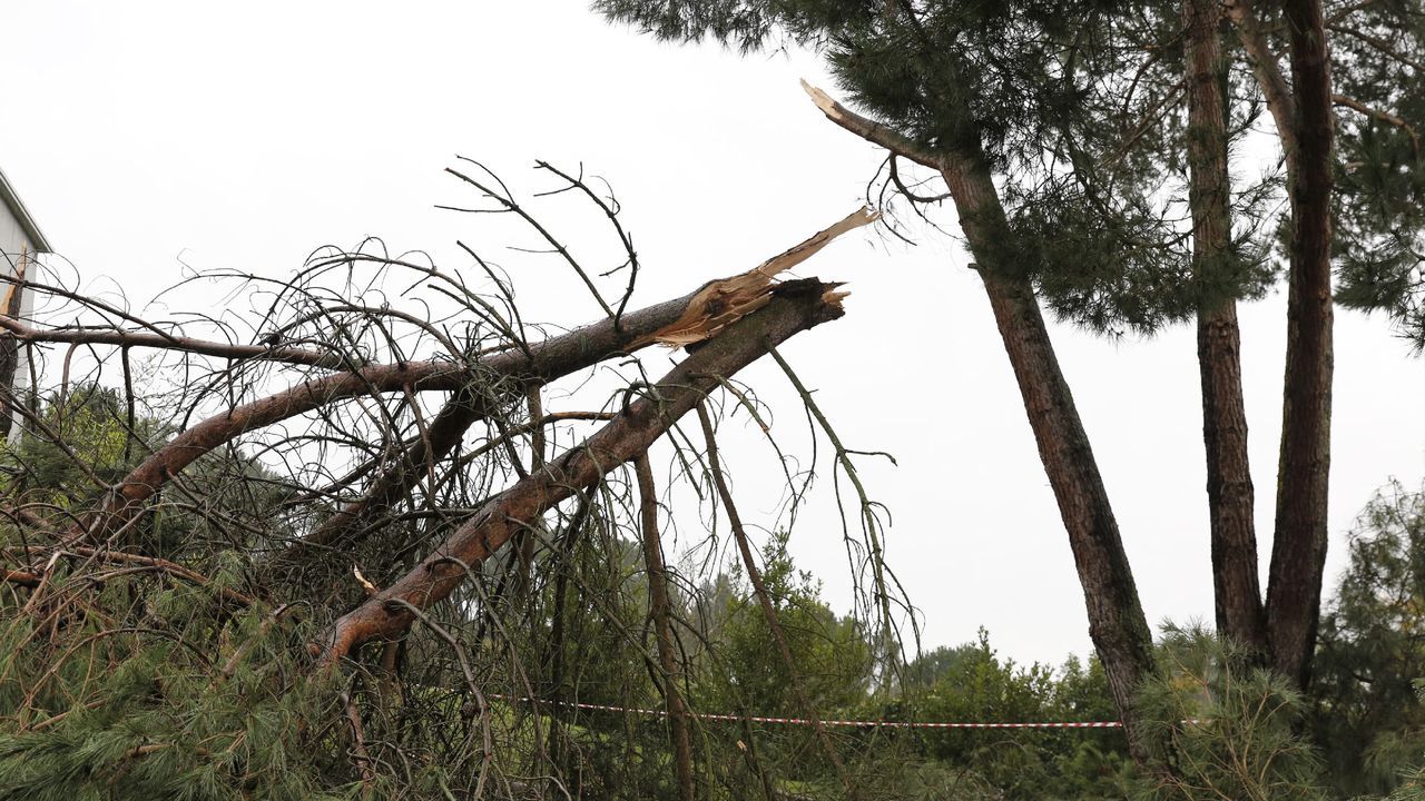 ASÍ HA CASTIGADO EL TEMPORAL A OURENSE.Las comarcas de A Limia y de Verín han sufrido daños en el campo y en edificaciones. En la Universidad Laboral también ha habido destrozos por árboles caídos