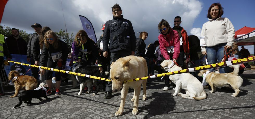 Mañana de perros. Arriba, Fusco, el can de palleiro del anuncio de Gadis, corta la cinta con la boca. A la izquierda, Josefa García, que compitió a los 82 años con su perrita Rula, y a su lado, Daniel Somoza, el primero en cruzar la línea de meta, con Golfi.