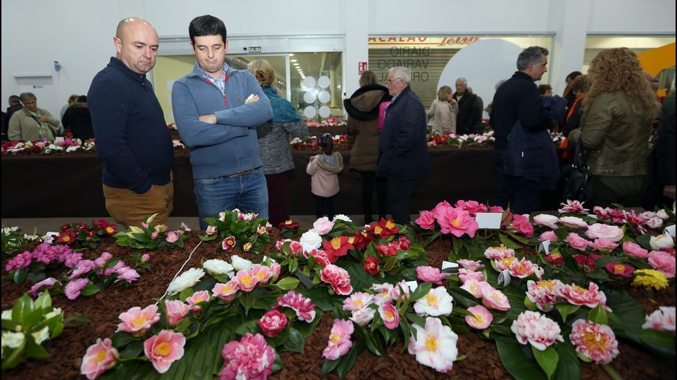 Exposición de la camelia en Boiro