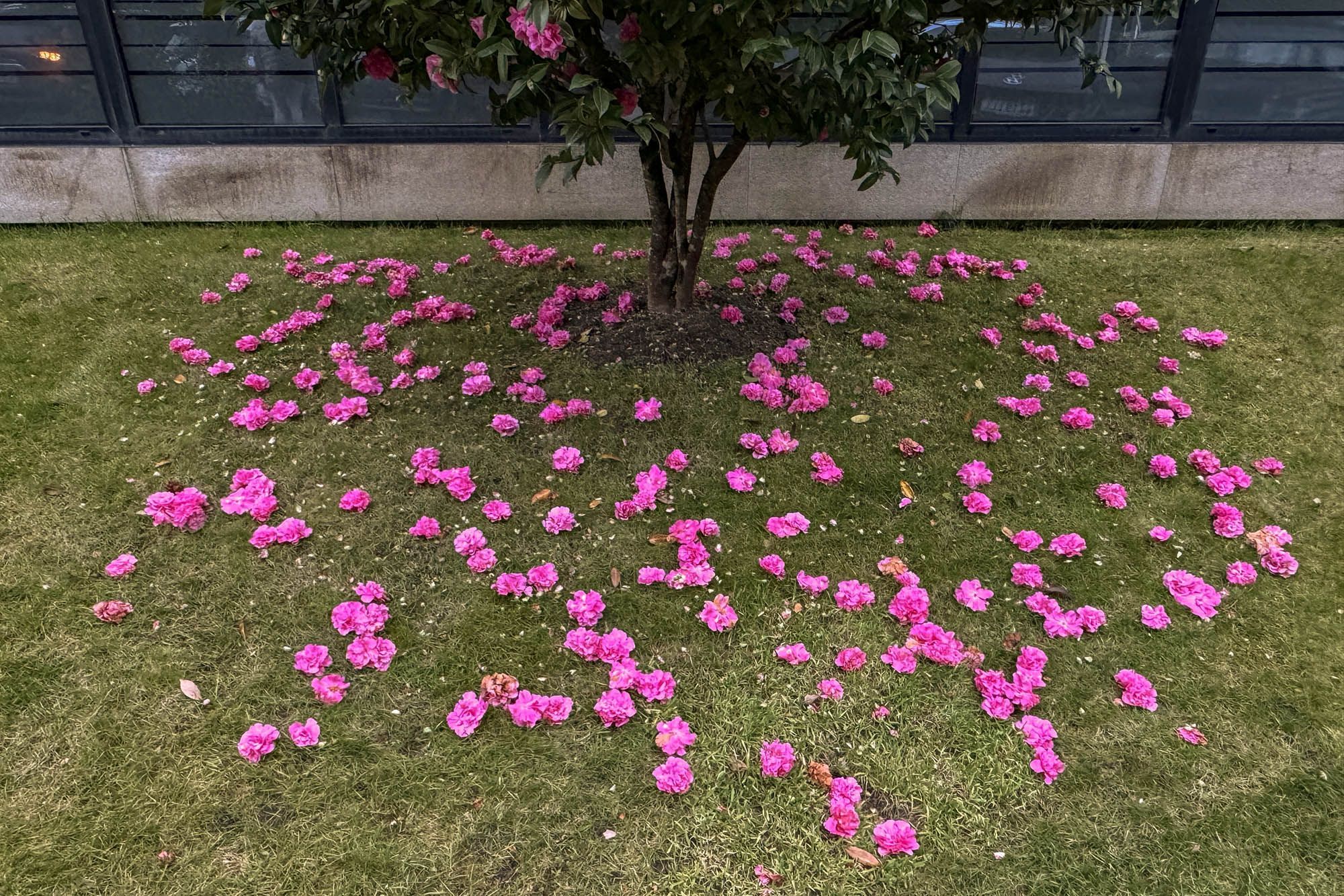 Camelio abandoando o inverno. 04/04/2024