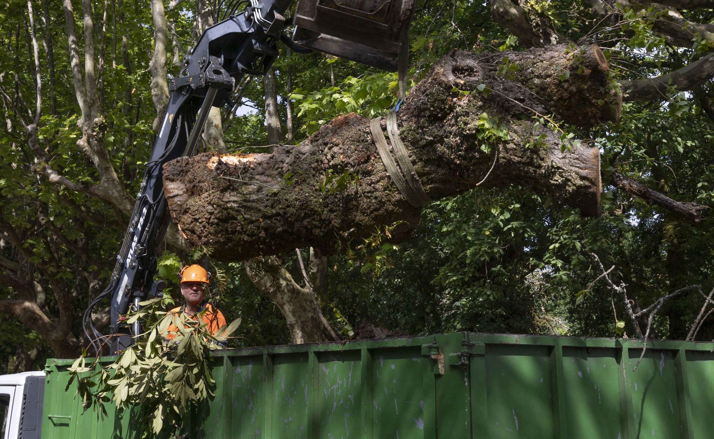 Traballos de retirada de unha �rbore caida na alameda de Santiago. 01/05/2023