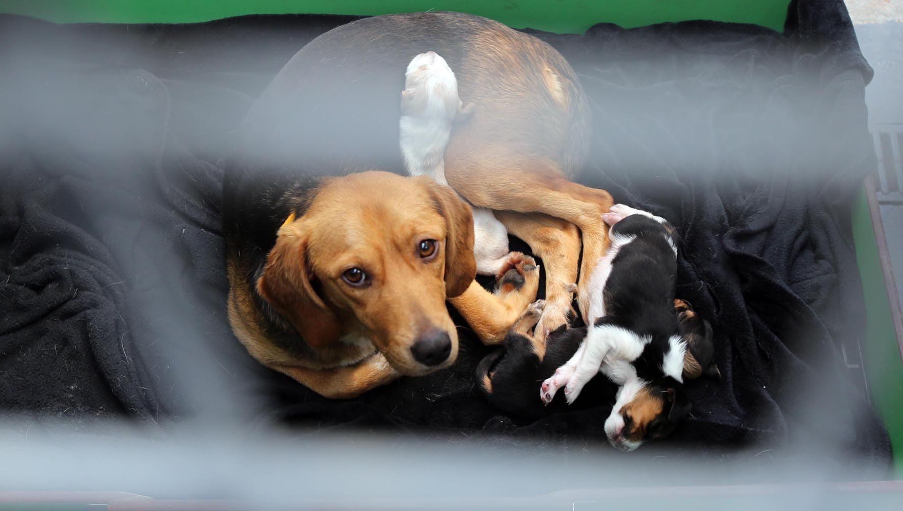 Unha cadeli�a acubilla �s seus cachorros na CAAN de Meis. 18/04/2024