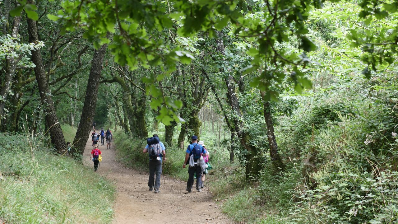 El Camino entre carballos, saliendo de Palas