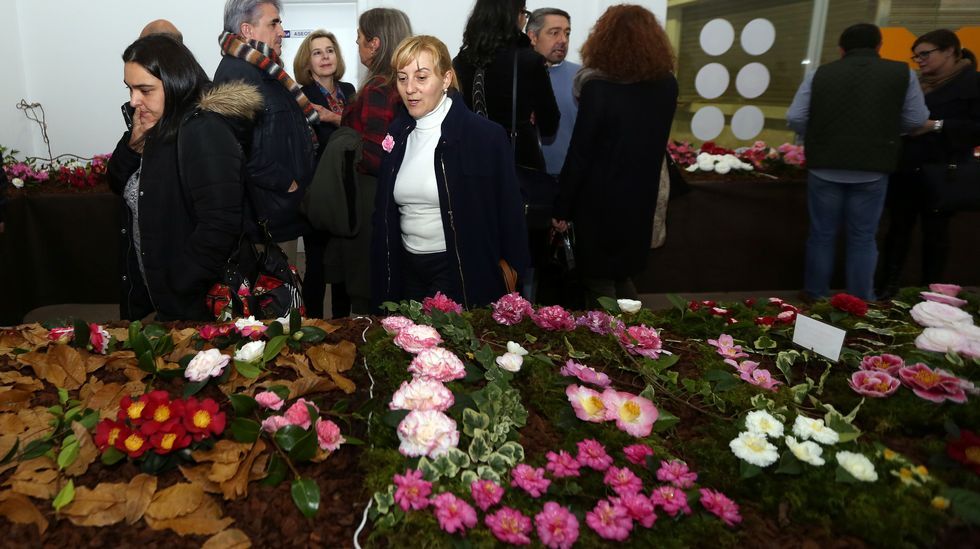 Exposición de la camelia en Boiro