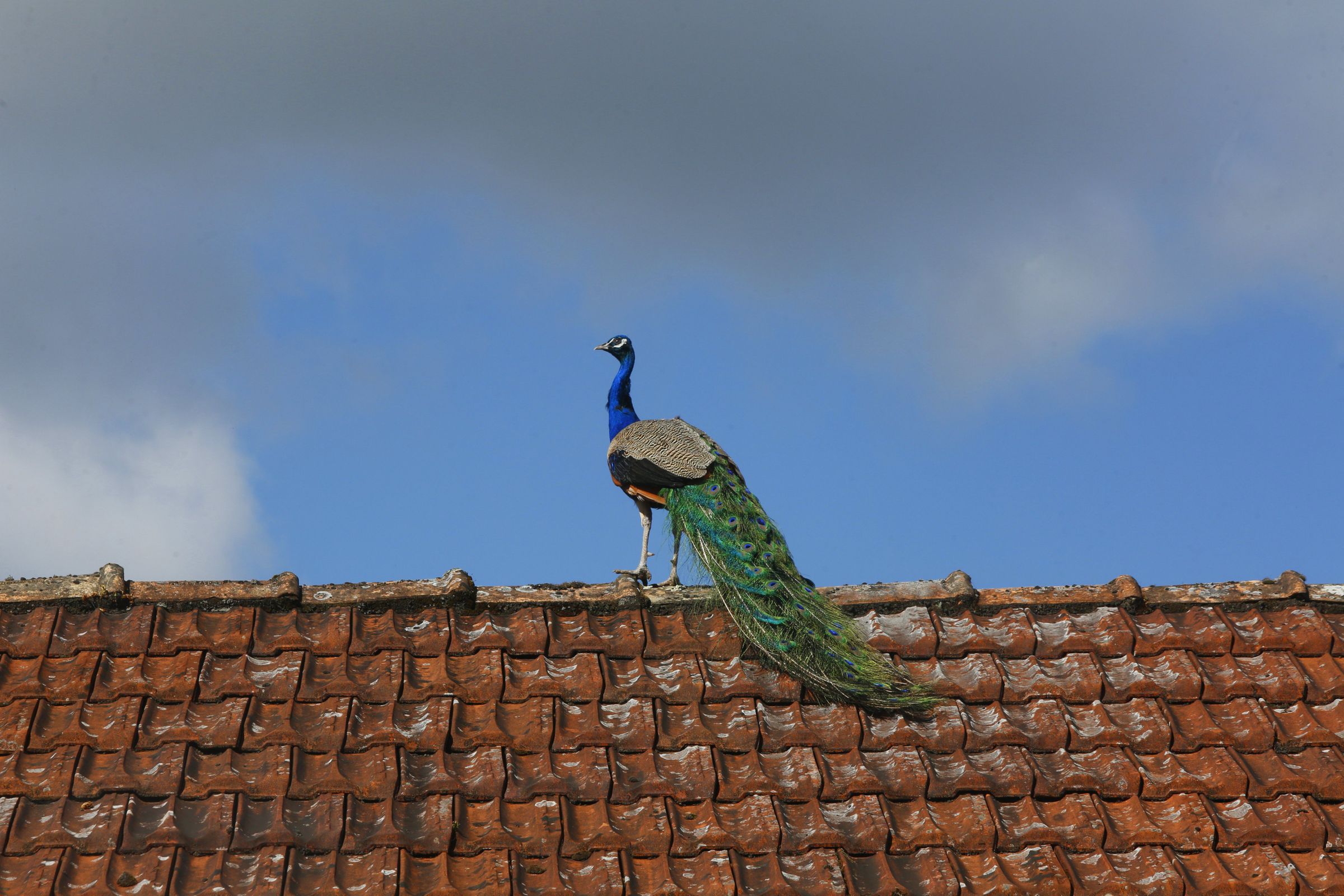 Pavo real pasease pon un tellado en Caldas de Reis. 3/06/2021