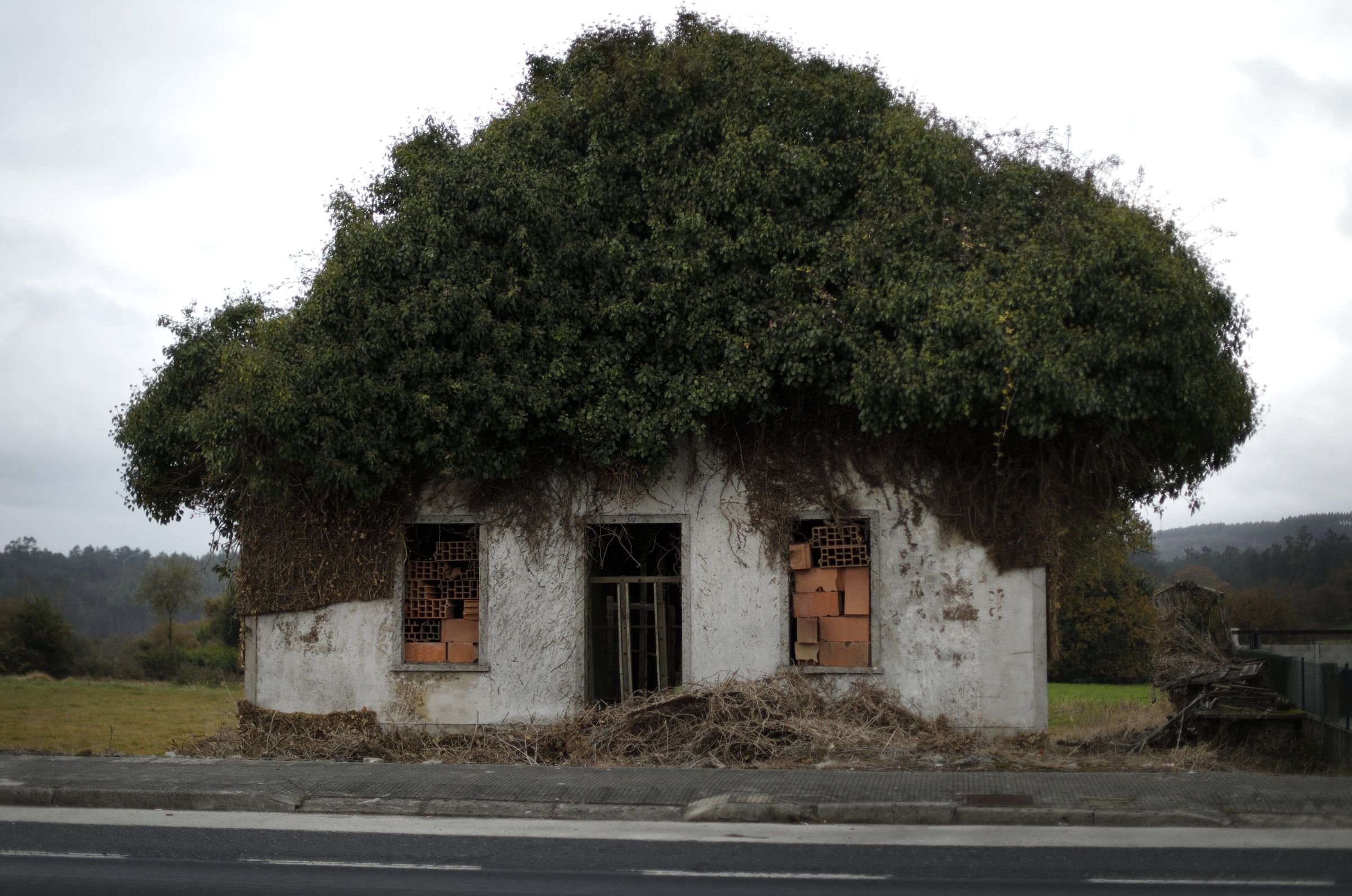 A natureza recupera o seu espazo nunha casa abandonada a veira da estrada N-550 en Ordes. 25/11/2021
