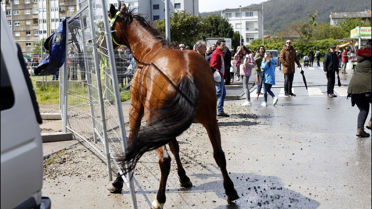 Feria caballar en las Fiestas de San Marcos 2019