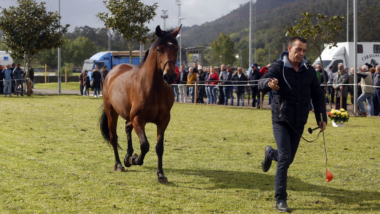 Feria caballar en las Fiestas de San Marcos 2019